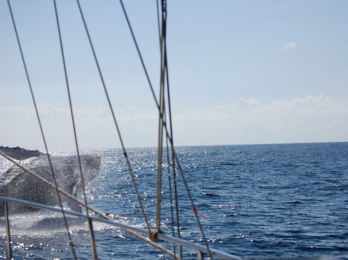 Segelblog SY Cayenne: Begegnung mit einem Wal